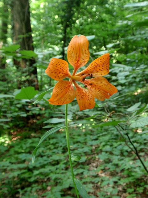 Nuova stazione di Lilium bulbiferum croceum in Astigiano